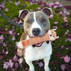 SPOT Skinneeez Stretch and Squeak Dog Toy - Stuffing-Free Stretchy Toy with Crinkle and Squeaker, Fun for Dogs to Tug and Fetch, Assorted Animal Characters - Beaver, Raccoon, or Fox 1 ea