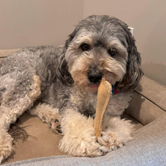 SPOT Dura-Fused Leather Small Bone – Real Leather & Jute Fabric, Double-Stitched & Durable, Squeaky Interactive Chew Toy for Moderate Chewers, Small & Medium Dogs, Soft Stuffed Fetch Toy