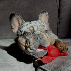Nylabone Lobster Power Chew Toy for Dogs, Dog Toys for Aggressive Chewers, Filet Mignon Flavor, Small - Up to 25 Ibs, 1 Count