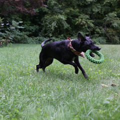 Jolly Pets TIK-Tak-Tugzz Rope Dog Toy