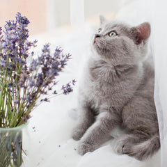 Naturally Fresh, Harmony Lavender and Bamboo Clumping Cat Litter