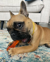 Nylabone Freezer Knuckle Bone Puppy Chew Toy, Soothing Teething Toys for Puppies, Color Changing, Lamb & Apple Flavor