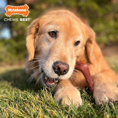 Nylabone Elk Bone Alternative Power Chew Toy for Dogs, Dog Toys for Aggressive Chewers, Venison Flavor, X-Large - 50+ lbs, 1 Count