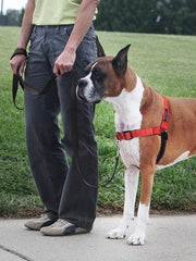 PetSafe Easy Walk Deluxe Dog Harness, No Pull Dog Harness – Perfect for Leash & Harness Training – Stops Pets from Pulling and Choking on Walks – Small