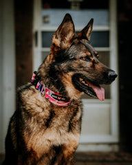 Boss Dog Tactical Adjustable Collar, Pink Camo