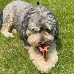 SPOT Bam-Bones Plus T Bone - Bamboo Fiber & Nylon, Durable Long Lasting Dog Chew for Aggressive Chewers – Great Toy for Adult Dogs & Teething Puppies Under 30lbs, Non-Splintering, Beef Flavor