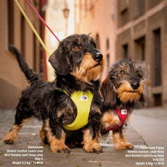 Curli Vest Harness curli Clasp Air-Mesh