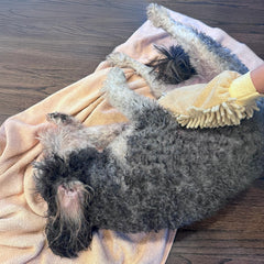 SPOT Clean Paws Chenille Microfiber Dog Towel Mitt - Super Absorbent, Quick-Drying, Washable, Double-Sided Glove for Wet Paws & Body, Durable, Odor-Free, Gently Massages & Dries, 9.5in x 7in