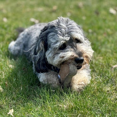 SPOT Dura-Fused Chunkies- All Natural Leather and Felt Dog Toy- Durable, Long Lasting, Extra Thick Dog Chew Toy for Aggressive Chewers, Great for Adult Dogs and Teething Puppies