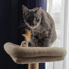 SPOT Naturals Silver Vine Cat Toy – Natural Interactive Enrichment for Cats, Stimulates Play and Reduces Stress, Durable and Safe, Perfect for Indoor Cats and Kittens, Assorted Styles, 1 Piece