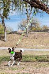Jolly Pets Tree Tugger For Dog, Green