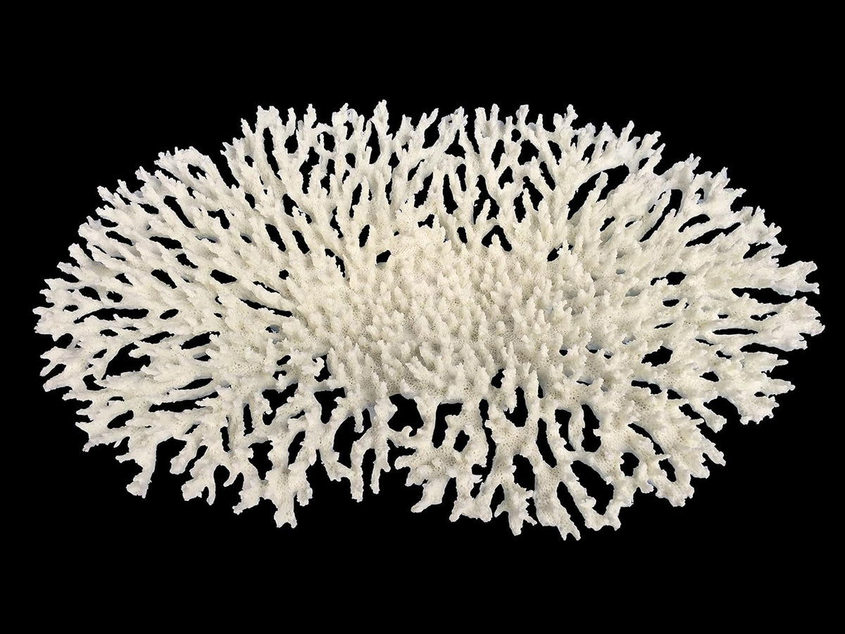 Coral Replica Oval Tabletop Coral - Lrg