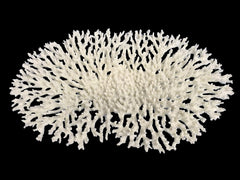 Coral Replica Oval Tabletop Coral - Lrg