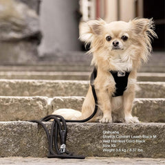 Curli Stretch Comfort Leash, Large