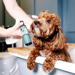 Ark Naturals Ears All Right Gentle Ear Cleansing Lotion for Dogs, Relieve Issues with Infection, Allergies, Odor and Wax, Natural Botanical Formula, 4 oz Bottle
