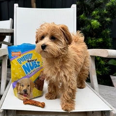 Nylabone Nubz Natural Edible Dog Chew Treats for Puppies, Long Lasting Dog Bones Made in USA, Turkey & Sweet Potato Flavor, for Puppies