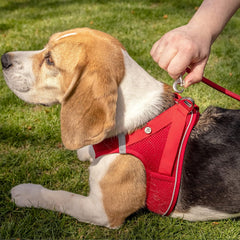 Curli Magnetic Vest Harness Air-Mesh Black