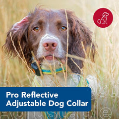 Coastal Pet - Pro - Reflective Adjustable Dog Collar, Aqua with Neon