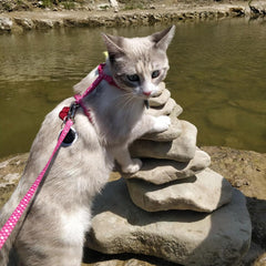 Coastal - Styles Figure “H” Adjustable Fashion Cat Harness and Leash Combo - Tiger Print - 3/8” x 10”-18”