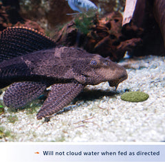 Aqueon® Algae Rounds Bottom Feeder Fish Food 3 Oz