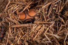 Galápagos (05056) Cypress Tank-Mulch Woodland Bedding for Reptiles & Amphibians, Eco-Friendly, High Absorbency, Dust-Free Perfect for Bearded Dragons, Tortoises, Snakes, & More