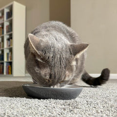 SPOT Two Tone Gray Oval Cat Food Dish - Ceramic Plate with Low Edges, Saucer with Whisker-Friendly Shape and Low-Profile Sides, Ideal for Wet or Dry Cat Food, Hand Wash Only, 6 inch (1 Cup- 8 Oz)