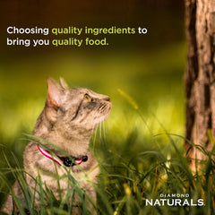 Diamond Naturals Active Cat Adult Dry Cat Food Chicken Protein Formula from Cage-Free Chicken with Superfoods, Probiotics, Antioxidants and Essential Nutrients