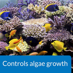 API MARINE ALGAEFIX Algae Control