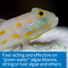 API MARINE ALGAEFIX Algae Control