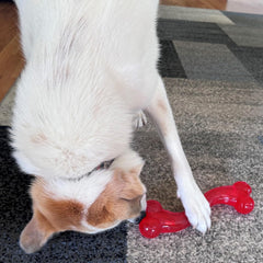 SPOT Play Strong S-Shaped Bone Dog Toy | Interactive Durable Rubber Dog Toy for Aggressive Chewers | Hollow Center Ideal for Treats | 12”, Red