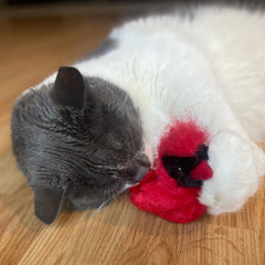 SPOT Song Birds Cat Toys - Touch Activated Singing Catnip Toy Mimics Real Bird Songs, Battery Operated Toy Satisfies Cat's Natural Urge to Hunt - One 5" Song Bird, Assorted Colors