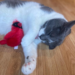 SPOT Song Birds Cat Toys - Touch Activated Singing Catnip Toy Mimics Real Bird Songs, Battery Operated Toy Satisfies Cat's Natural Urge to Hunt - One 5" Song Bird, Assorted Colors