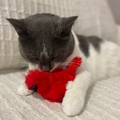 SPOT Song Birds Cat Toys - Touch Activated Singing Catnip Toy Mimics Real Bird Songs, Battery Operated Toy Satisfies Cat's Natural Urge to Hunt - One 5" Song Bird, Assorted Colors