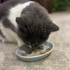 SPOT Best Friends Oval Cat Food Dish - Ceramic Plate with Low Edges, Saucer with Whisker-Friendly Shape and Low Profile Sides, Ideal for Wet or Dry Cat Food, Dishwasher Safe, 6in, Light Grey