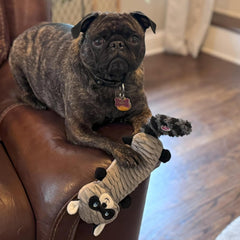 SPOT Skinneeez Stretch and Squeak Dog Toy - Stuffing-Free Stretchy Toy with Crinkle and Squeaker, Fun for Dogs to Tug and Fetch, Assorted Animal Characters - Beaver, Raccoon, or Fox -