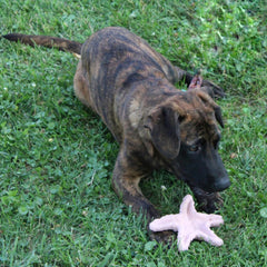 SPOT Ethical Products Love The Earth Starfish 6" Assorted