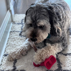 SPOT Treat Holder- Safety Device Bully Stick Holder & Yak Cheese Holder for Small and Medium Dogs, to Help Prevent Choking