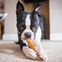 Dogginstix Bully Sticks - Monster, 12in
