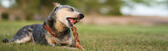 Redbarn Braided Bully Sticks for Dogs - Natural, Grain-Free, Highly Palatable, Long-Lasting Dental Chews Sourced from Free-Range, Grass-Fed Cattle