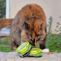 Earthborn Holistic Chicken Catcciatori Chicken Dinner in Gravy Grain-Free Moist Food for Adult Cats