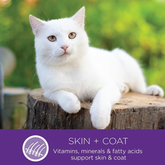 Wellness Complete Health Pate Adult Wet Cat Food, Natural, Protein-Rich, Grain Free (Chicken & Lobster)