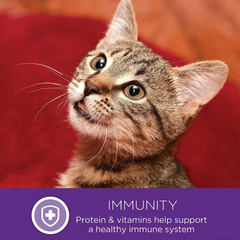 Wellness Complete Health Pate Adult Wet Cat Food, Natural, Protein-Rich, Grain Free (Chicken & Lobster)