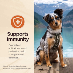 Wellness CORE Digestive Health Lamb Grain Free Wet Dog Food