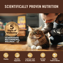Wellness CORE+ Digestive Health Pate Adult Wet Cat Food, Natural, Protein-Rich, Grain Free (Turkey)