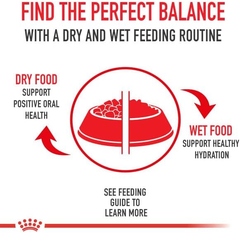 Royal Canin Canine Health Nutrition Mature Adult in Gel Wet Dog Food