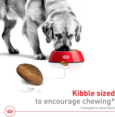 Royal Canin Size Health Nutrition Large Adult Dry Dog Food