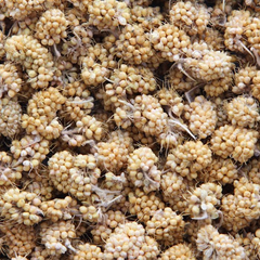 Higgins Sunburst Treats Millet Bits 1 oz