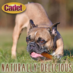Cadet Bully Sticks for Extra-Small Dogs, All-Natural Beef Pizzle, Rawhide-Free Long-Lasting Dog Chews for Aggressive Chewers