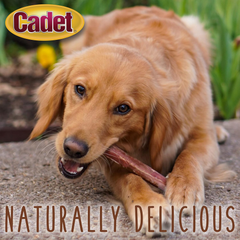 Cadet Bully Sticks for Dogs - Long-Lasting Dog Chews - All-Natural Premium Dog Treats Promotes Dental Health