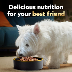 CESAR HOME DELIGHTS Wet Dog Food Pot Roast & Vegetable, Beef Stew, Turkey Potato & Green Bean, and Hearth Chicken & Noodle Variety Pack Easy Peel Trays